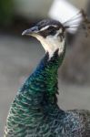 Female Peacock (pavo Cristatus) Stock Photo