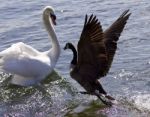 Amazing Image Of The Epic Fight Between A Canada Goose And A Swan Stock Photo