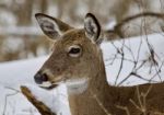 Beautiful Portrait Of A Wild Deer In The Snowy Forest Stock Photo