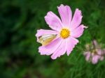 Butterfly Sitting On A Pink Flower Stock Photo