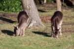 Reeves Muntjac Stock Photo