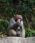Monkey Sit On Rock At Zhangjiajie National Park , China Stock Photo