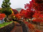 Maple Corridor At Autumn In Kawaguchiko Stock Photo