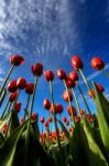 Red Tulips Stock Photo