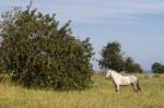 White Horse On A Rural Countryside Field Stock Photo