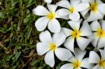Closeup White Plumeria Flower Stock Photo
