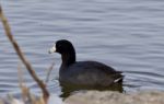 Beautiful Image With Amazing American Coot In The Lake Stock Photo