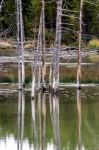 Dead Trees In A Yellowstone Lake Stock Photo