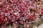 Red Saxifrage (saxifraga) In Sardinia Stock Photo