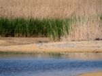 Pied Avocet
(recurvirostra Avosetta) By A Lagoon In Suffolk Stock Photo