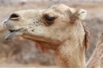 Camel Smiling Stock Photo