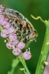 Fly Hoverflies On Flowering Tamarisk Stock Photo