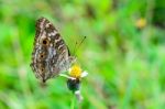 Lemon Pansy, Close Up Of A Brown Butterfly Stock Photo