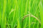 Rice Growing With Leaves Background Stock Photo