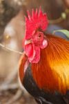 Colorful Of The Bantam Stock Photo
