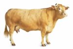 Cow Standing On White Background Stock Photo