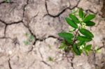 Small Green Plant Growing In Dry Soil Stock Photo