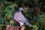 Wood Pigeon Stock Photo