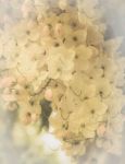 Cassia Fistula Flower Stock Photo