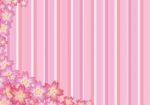 Pink Sakura Background Stock Photo