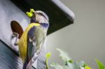 Blue Tit Bird Brings  Caterpillar In Nest Box Stock Photo