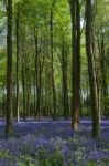 Bluebells In Wepham Woods Stock Photo
