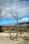 Dead Tree At Mammoth Hot Springs Stock Photo