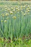 Flowering Onion Field Stock Photo