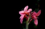 Pink Canna Indica Flower With Balck Background Stock Photo