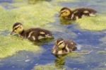 Three Cute Young Ducks Stock Photo