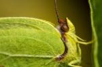 Gonepteryx Cleopatra  Butterfly Insect Stock Photo