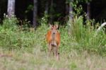 Barking Deer Stock Photo