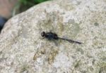 Dragonfly Outdoor Perched In A Stone Stock Photo