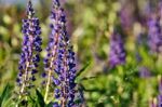 Lupine Field With Pink Purple And Blue Flowers Stock Photo