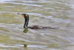 Beautiful Image Of A Cormorant Swimming In Lake Stock Photo