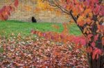 Black Cat Amongst Autumn Colours In East Grinstead Stock Photo