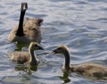 Beautiful Isolated Picture With A Family Of The Canada Geese Stock Photo
