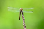 Dragonfly In Nature Stock Photo
