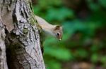 The Cutest Funny Squirrel Is Playing In Hide-and-seek Stock Photo
