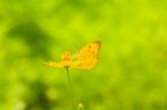 Butterfly On Yellow Flower Stock Photo