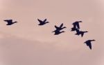 Picture With A Group Of Mallards Flying In The Sky Stock Photo