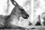Kangaroo Outside During The Day Stock Photo