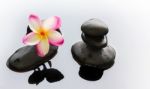 Beautiful Pink White Flower Plumeria Or Frangipani On Water And Stock Photo