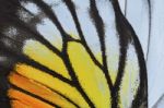 Yellow And Orange Butterfly Wing Stock Photo