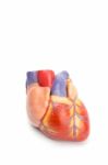 Artificial Model Of Human Heart On White Stock Photo