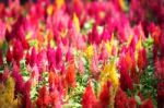 Colorful Celosia Flower Stock Photo