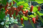 Red Unripe Mulberries On The Branch Stock Photo