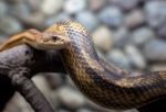 Snake In City Zoo Stock Photo