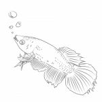 Line Drawing Of Fighting Fish Cartoon -simple Line  Stock Photo