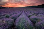 Lavender At Sunset Stock Photo